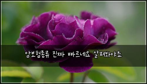 암보험종류 진짜 빠르네요 살펴봐야죠