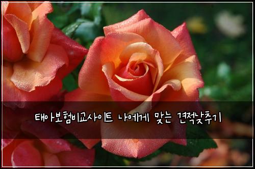 태아보험비교사이트 나에게 맞는 견적낮추기