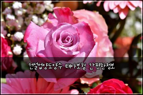 건설업양도양수 태아보험 간편한정보 