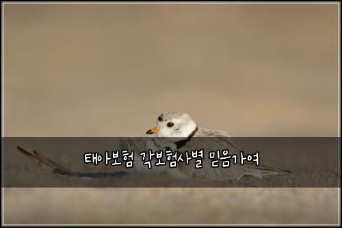 ํ์๋ณดํ ๊ฐ๋ณดํ์ฌ๋ณ ๋ฏฟ์๊ฐ์ฌ