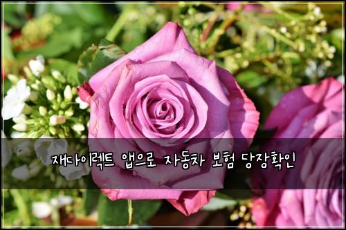 ์ฌ๋ค์ด๋ ํธ ์ฑ์ผ๋ก ์๋์ฐจ ๋ณดํ ๋น์ฅํ์ธ