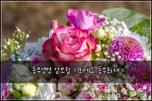 동부생명 암보험 기회에요  동부화재