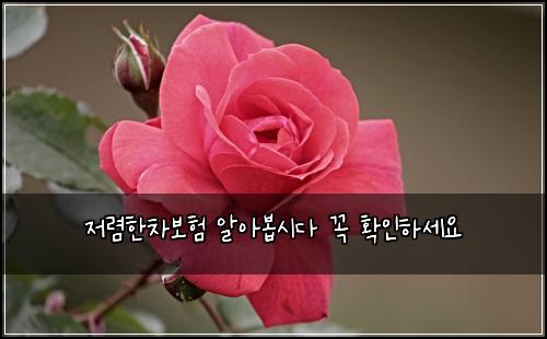 저렴한차보험 알아봅시다  꼭 확인하세요