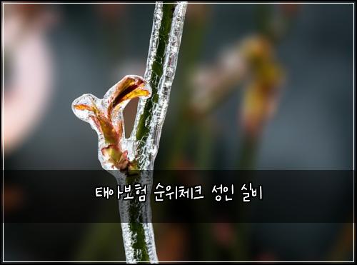 태아보험 순위체크  성인 실비