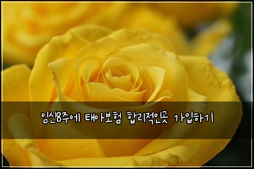 임신8주에 태아보험 합리적인곳  가입하기