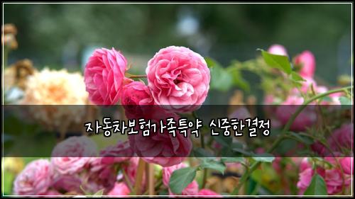 ์๋์ฐจ๋ณดํ๊ฐ์กฑํน์ฝ ์ ์คํ๊ฒฐ์ 