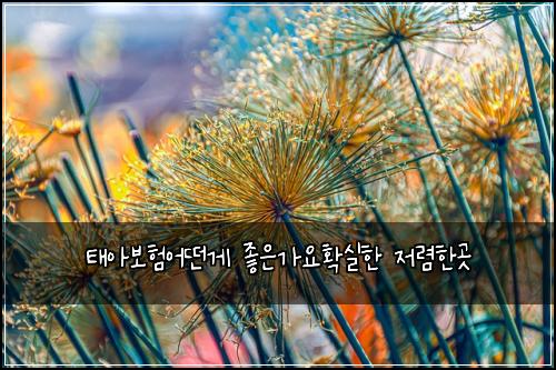 ํ์๋ณดํ์ด๋ค๊ฒ ์ข์๊ฐ์ํ์คํ ์ ๋ ดํ๊ณณ
