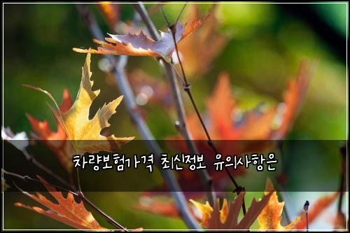 차량보험가격 최신정보 유의사항은