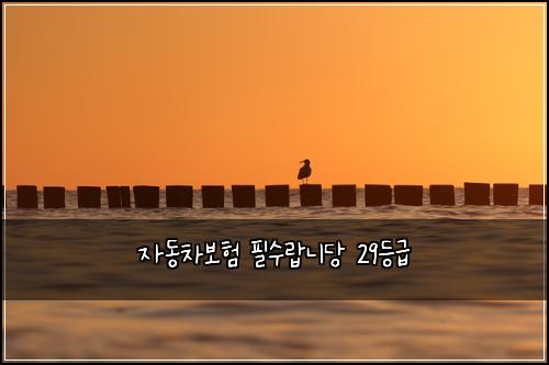 자동차보험 필수랍니당  29등급