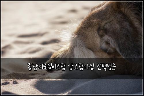 종합의료실비보험 암보험가입 선택법은