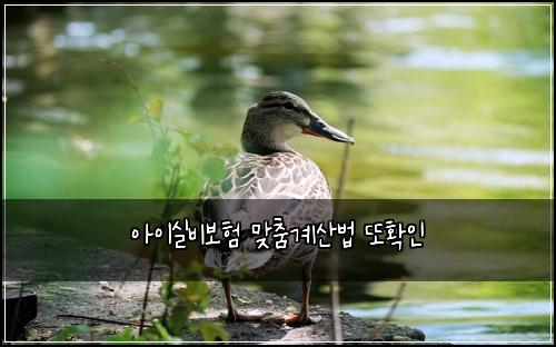 아이실비보험 맞춤계산법  또확인