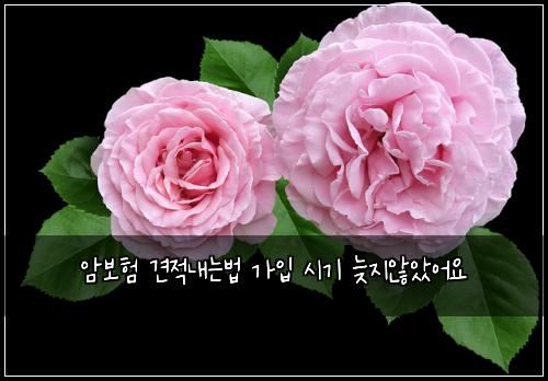 암보험 견적내는법  가입 시기 늦지않았어요