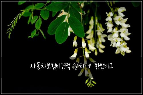 ์๋์ฐจ๋ณดํ๋น๊ฒฌ์ ์์ฐจ๊ฒ ํ๋ฒ๋น๊ต