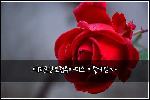 메리츠암보험류마티스 이렇게받자
