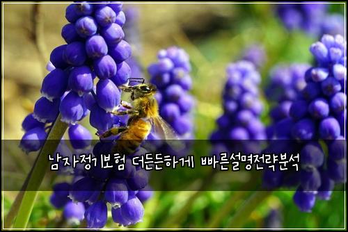 남자정기보험 더든든하게  빠른설명전략분석