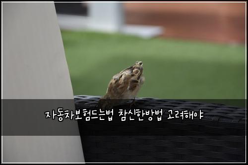 자동차보험드는법 참신한방법 고려해야