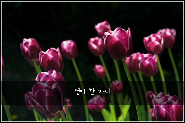 영어 한 마디