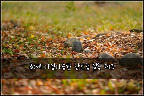 80세 가입가능한 암보험 실속 체크