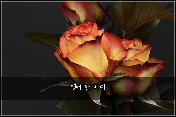 영어 한 마디