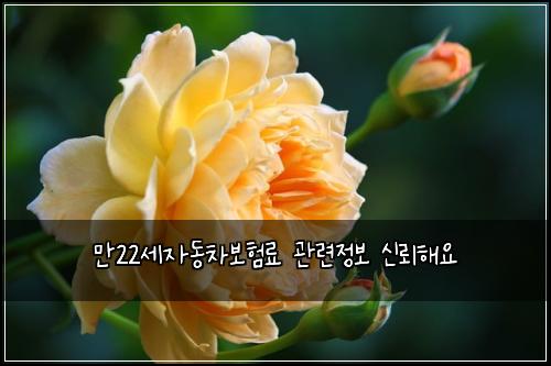 만22세자동차보험료 관련정보 신뢰해요