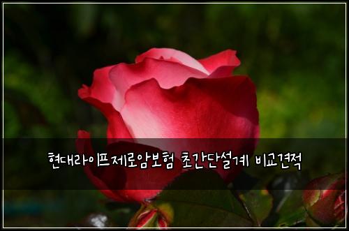 ํ๋๋ผ์ดํ์ ๋ก์๋ณดํ ์ด๊ฐ๋จ์ค๊ณ ๋น๊ต๊ฒฌ์ 