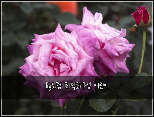 lig보험 최적화구성  어린이
