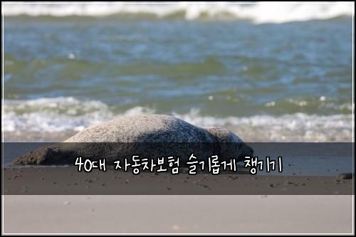 40대 자동차보험 슬기롭게 챙기기