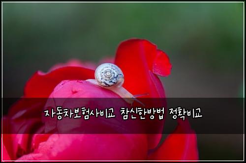 자동차보험사비교 참신한방법 정확비교