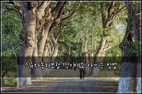 ์ ๊ท์๋์ฐจ๋ณดํ ๋ฑ์ด์์ ์๋ผ๋ ๋ฐฉ๋ฒ
