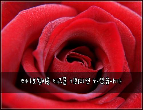 태아보험비용 비교끝 기회라면 하셨습니까