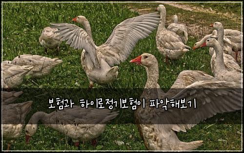 보험과 하이로정기보험이 파악해보기
