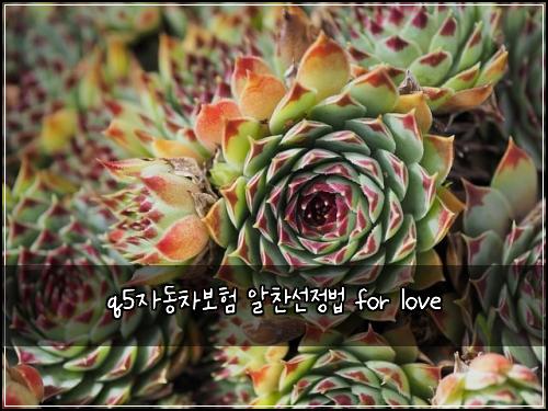 q5์๋์ฐจ๋ณดํ ์์ฐฌ์ ์ ๋ฒ for love