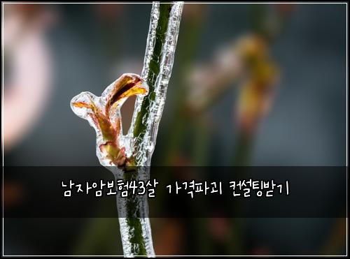 남자암보험43살 가격파괴 컨설팅받기