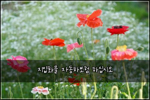 지입화물 자동차보험 하십시오 