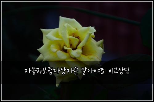 ์๋์ฐจ๋ณดํ์์์์ ์์์ผ์ฃ ๋น๊ต์๋ด