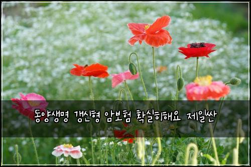 ๋์์๋ช
๊ฐฑ์ ํ ์๋ณดํ ํ์คํํด์ ์ ์ผ์ผ