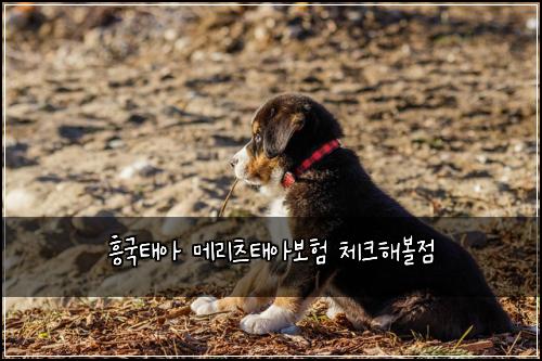 흥국태아 메리츠태아보험 체크해볼점 