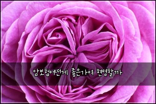 암보험어떤게 좋은가여 현명할까