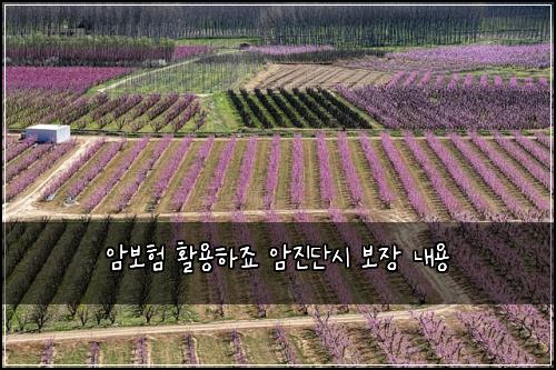 암보험 활용하죠  암진단시 보장 내용