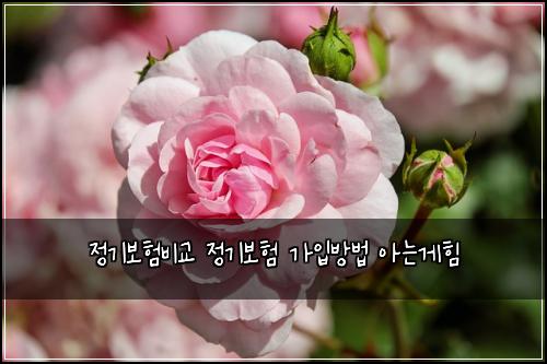 정기보험비교 정기보험 가입방법 아는게힘