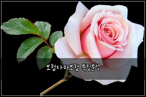 보험자차보험 특징분석