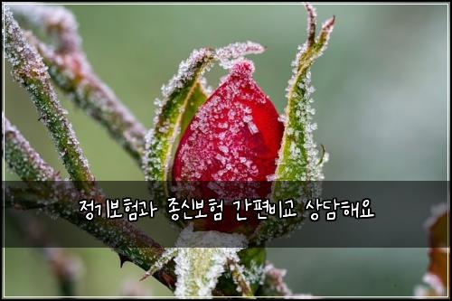 정기보험과 종신보험 간편비교 상담해요