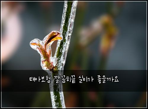 태아보험 깔꼼히끝  실비가 좋을까요