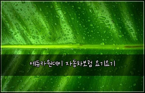 에듀카원데이 자동차보험 요기요기 