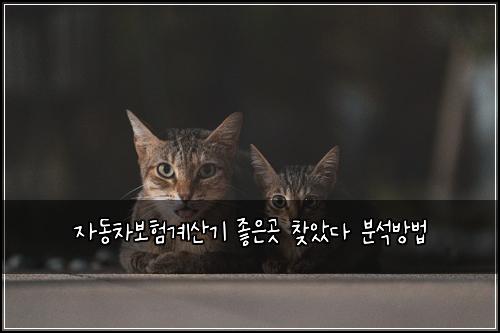 자동차보험계산기 좋은곳 찾았다 분석방법