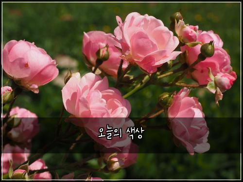 오늘의 색상