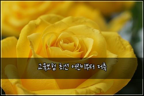 교육보험 최선  어린이부터 저축