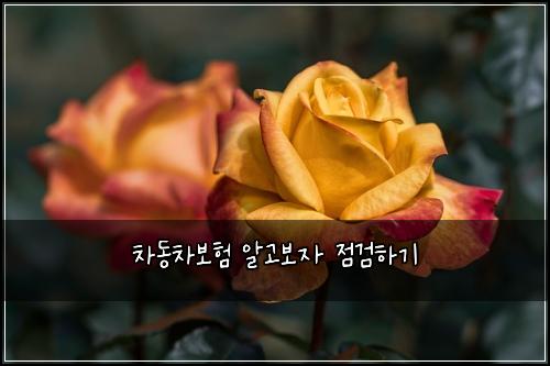 차동차보험 알고보자  점검하기