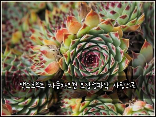 맥스크루즈 자동차보험 보장성파악  사랑으로