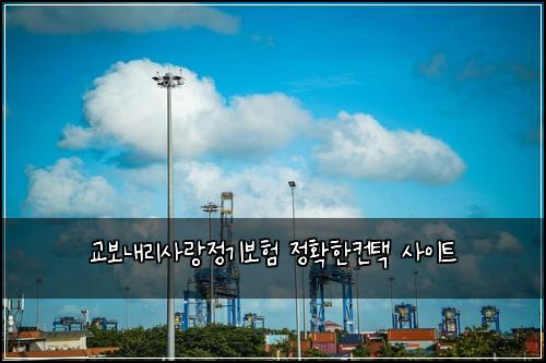 교보내리사랑정기보험 정확한컨택  사이트